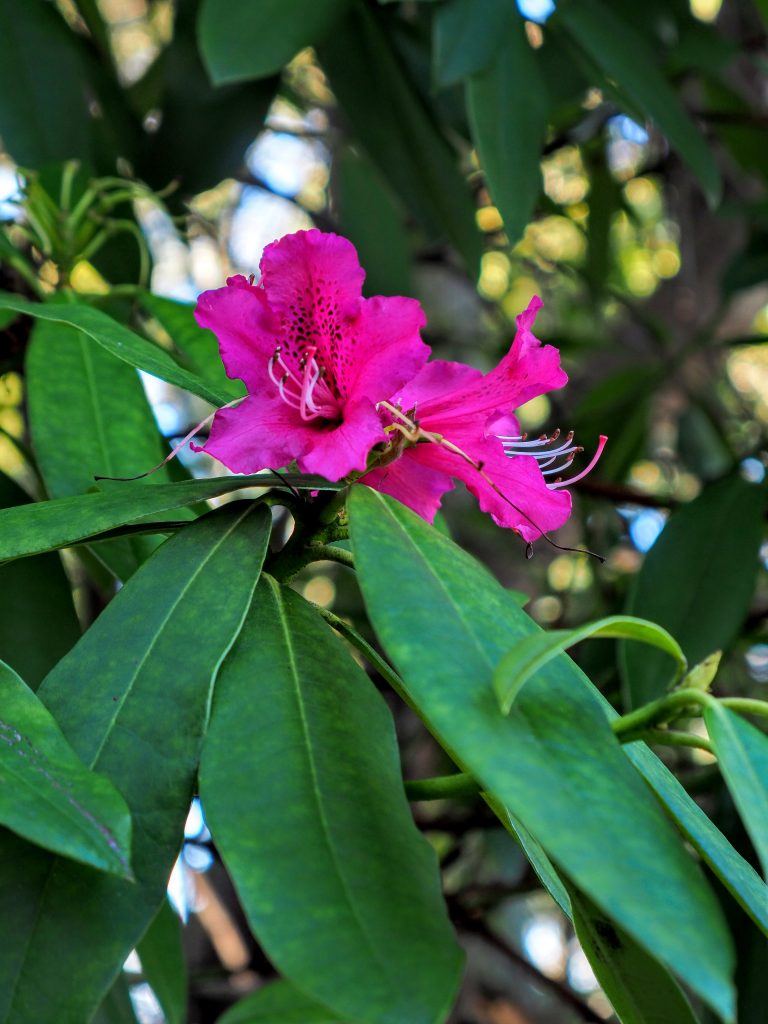 Pink Flower