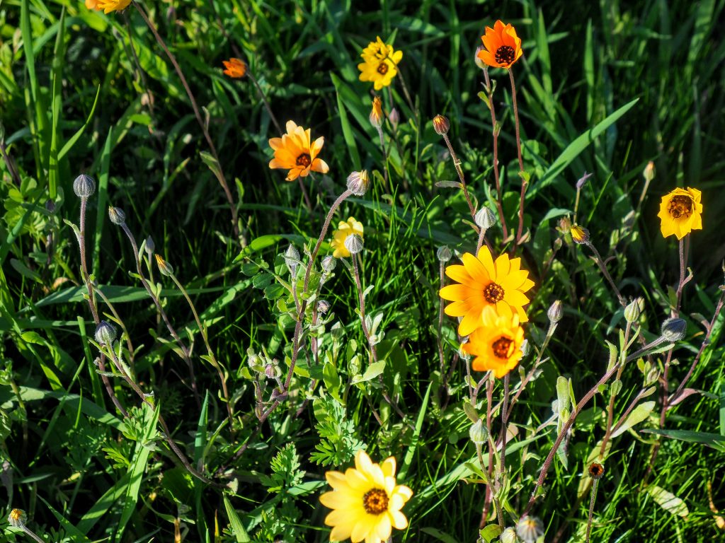 Yellow Flower