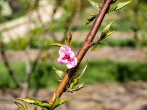 Cherry Blossom In Rural Portugal 2 - Hortense Travel
