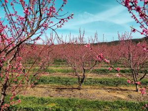 Cherry Blossom In Rural Portugal 4 - Hortense Travel