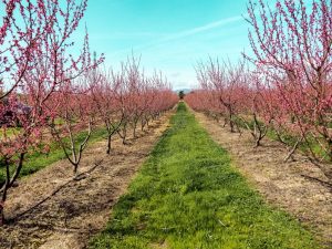 Cherry Blossom In Rural Portugal 5 - Hortense Travel