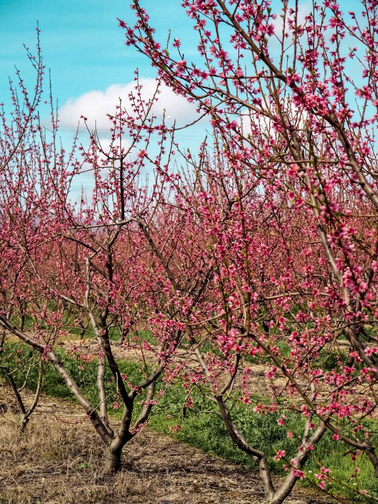 Cherry Blossom in Rural Portugal