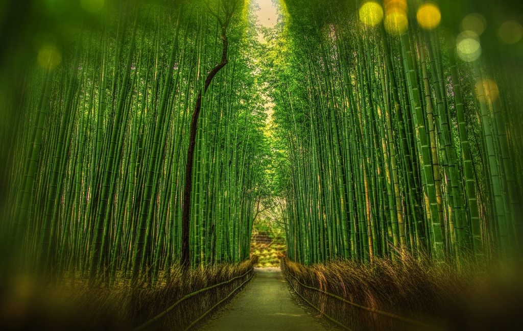 The Arashyama Bamboo forest near Kyoto in Japan