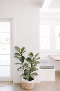 Plant - Hortense Travel