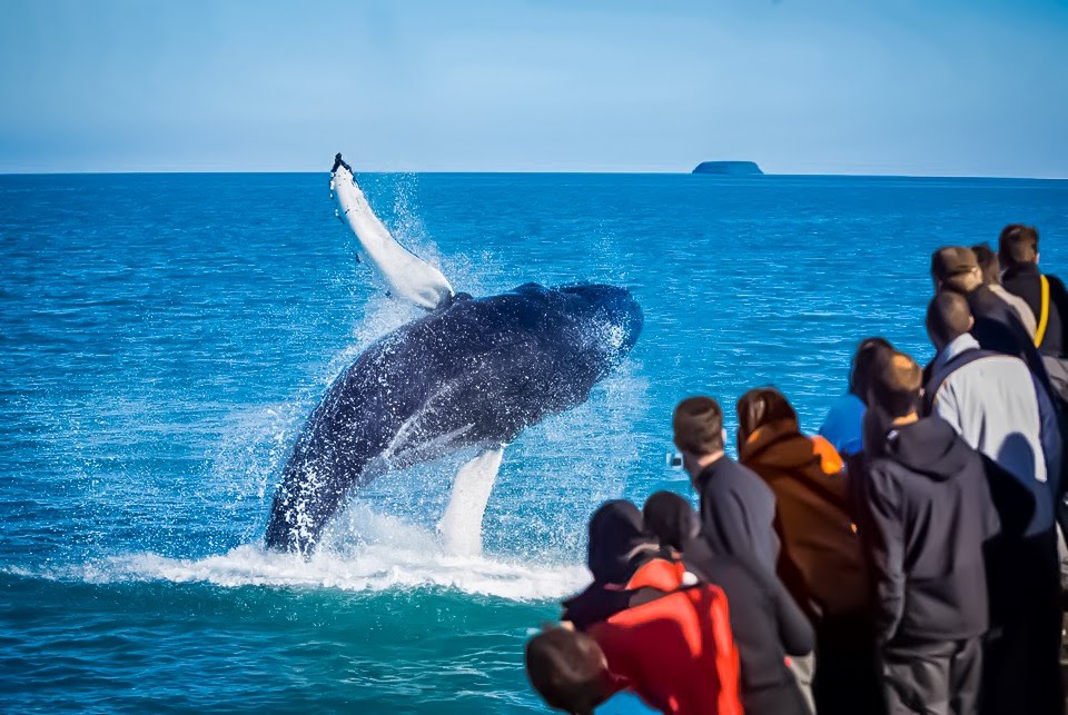 Whale swinging in water