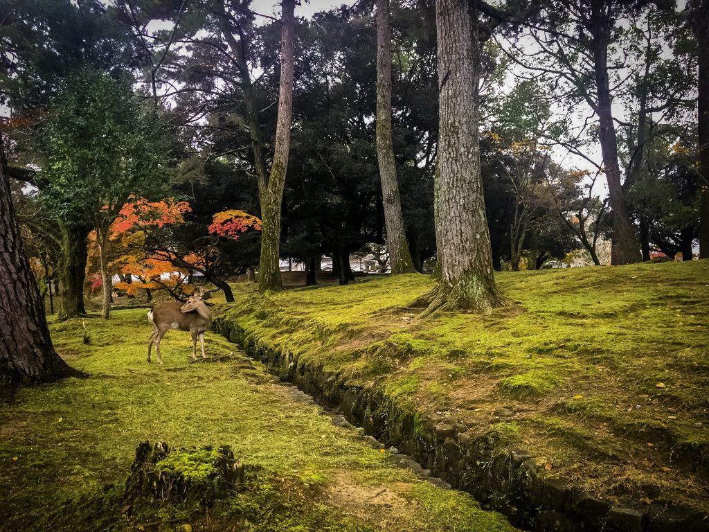 Looking For Peacefulness In The Amazing Nara Park, Japan - Hortense Travel