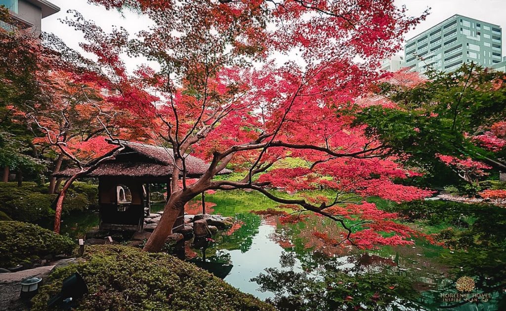 The 12 Most Stunning Gardens In Tokyo - Hortense Travel