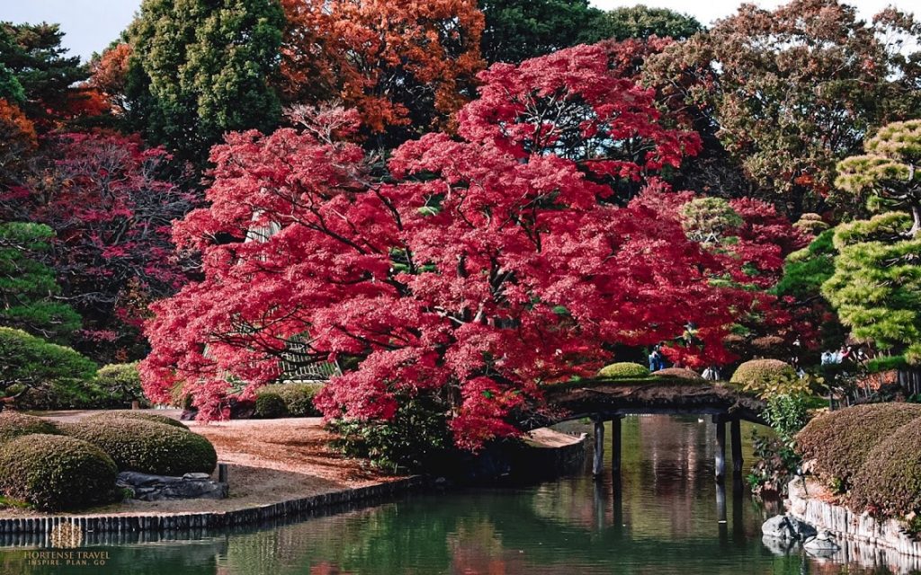 The 12 Most Stunning Gardens In Tokyo - Hortense Travel