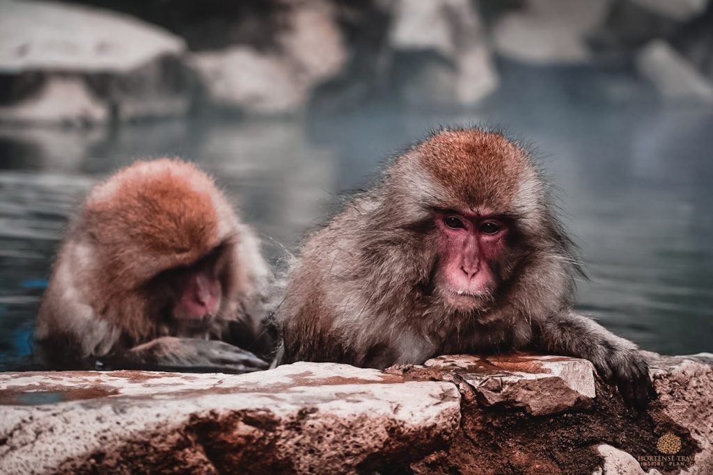 The Life Of The Snow Monkeys Of Japan - Hortense Travel