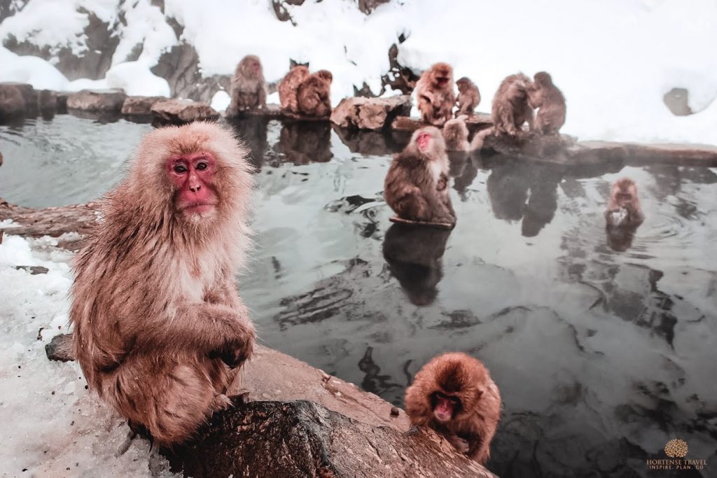 The Life Of The Snow Monkeys Of Japan - Hortense Travel