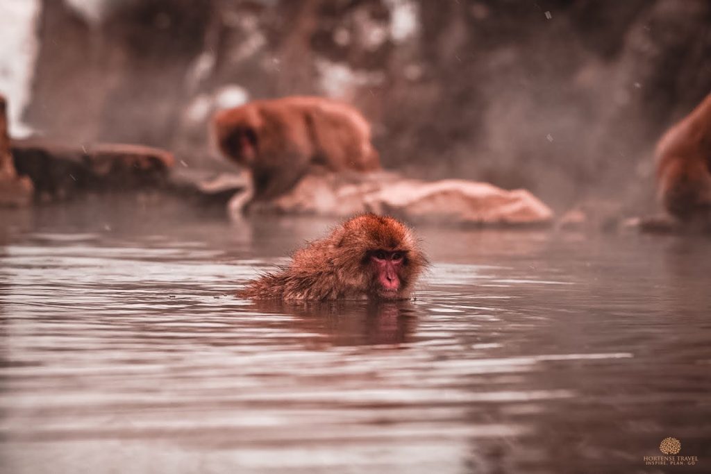 Обезьяна купается в теплой воде группа. Купание обезьяны в теплой воде.