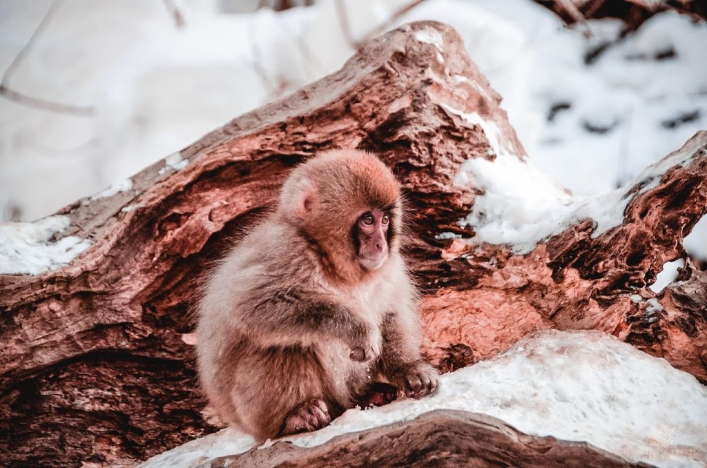 The Life Of The Snow Monkeys Of Japan - Hortense Travel