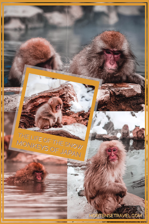 The Life Of The Snow Monkeys Of Japan - Hortense Travel