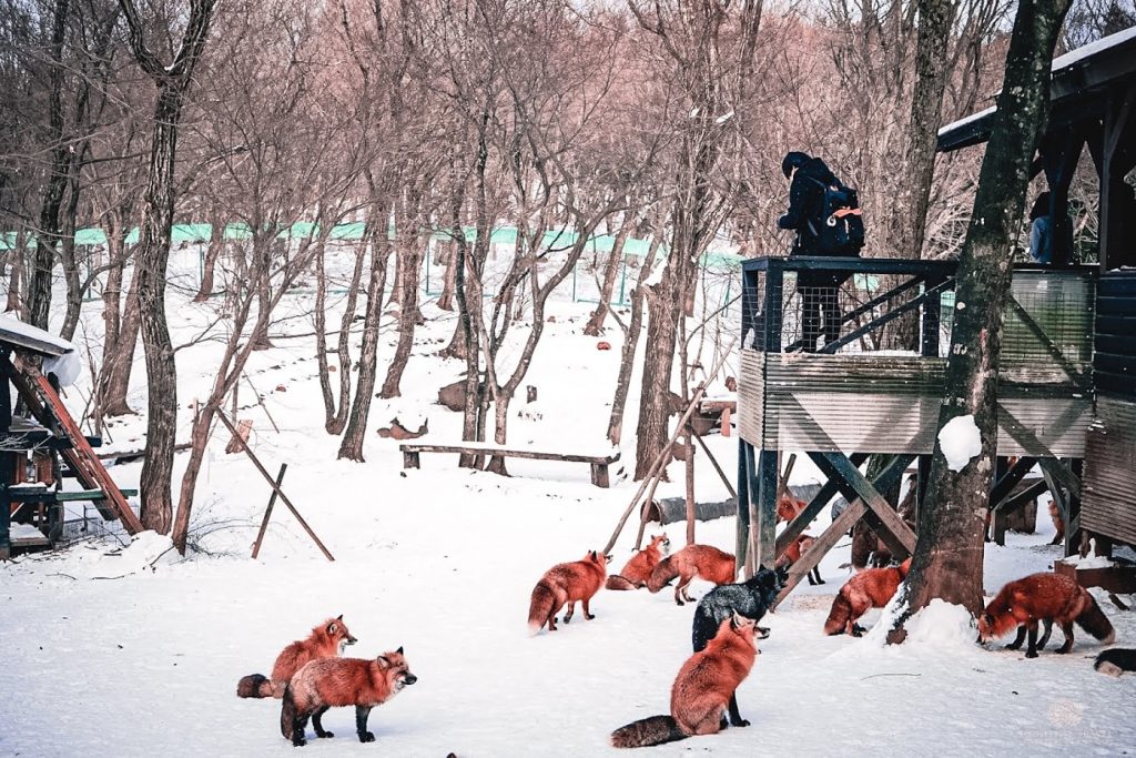 A Quick Tour Of Zao Fox Village - Hortense Travel