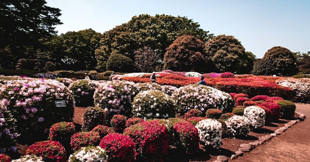 Must-Visit Flower Gardens in Japan